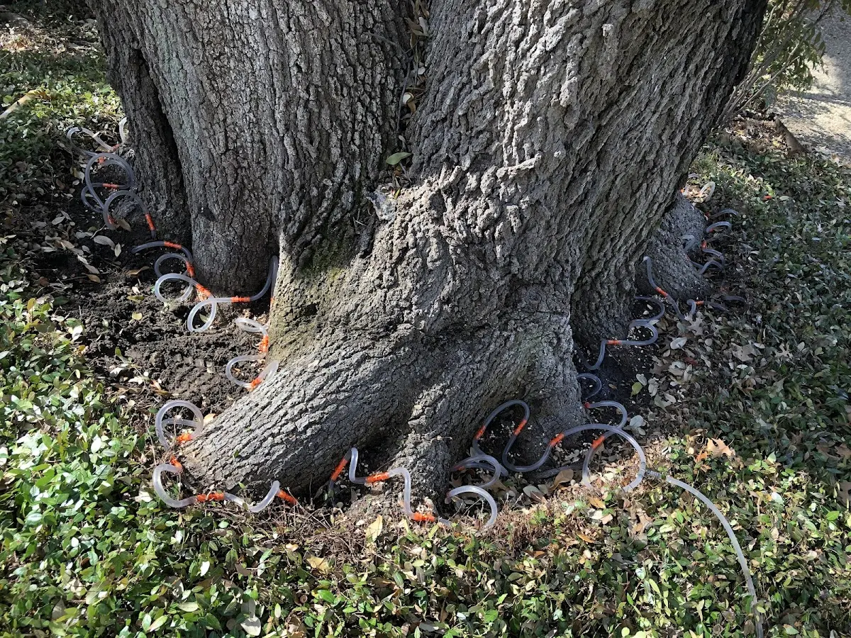 Detailed Tree Cabling and Bracing job site in Lineville